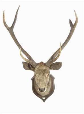 Appraisal: A Roland Ward stag neck mount with antlers the shield