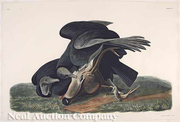 Appraisal: John James Audubon American - Black Vulture or Carrion Crow