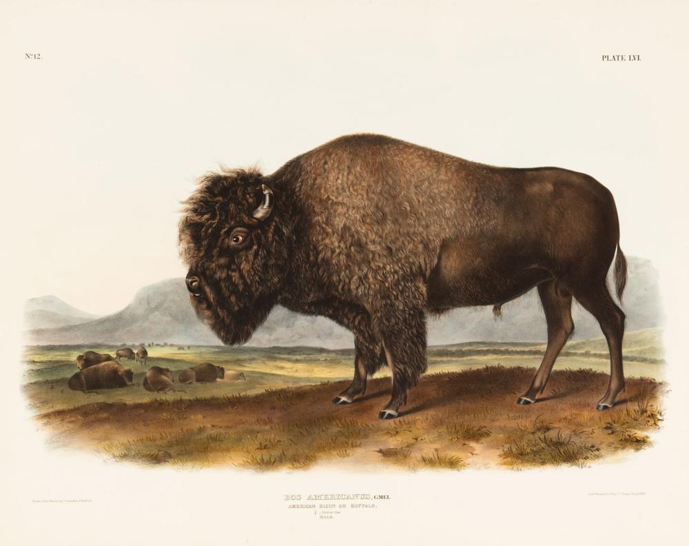 Appraisal: John James Audubon American - American Bison or Buffalo Male