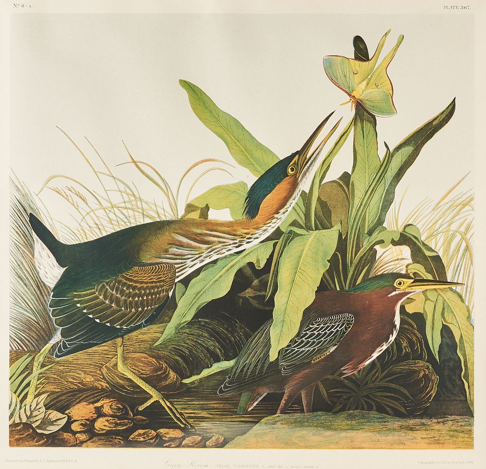 Appraisal: After Audubon Green Heron Bien Edition Chromolithograph After John James