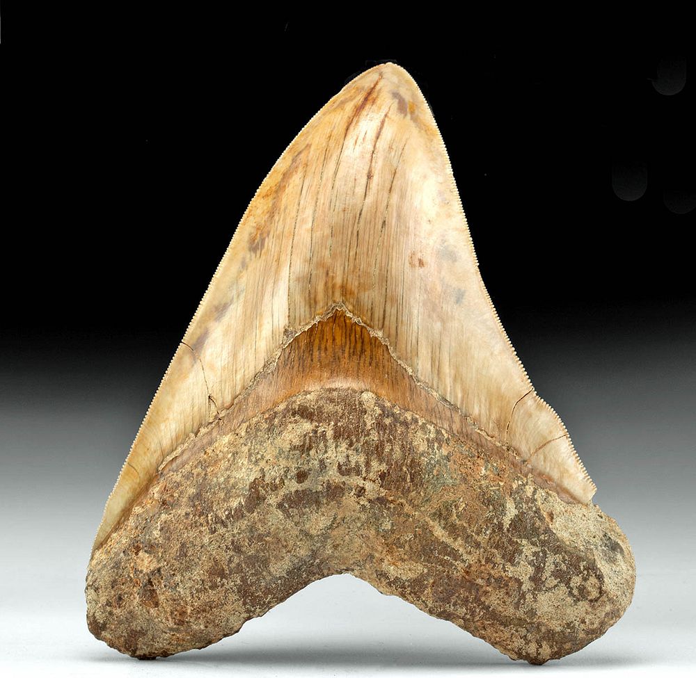 Appraisal: Massive Indonesian Fossilized Megalodon Tooth Ancient Seas Indonesia Middle Miocene