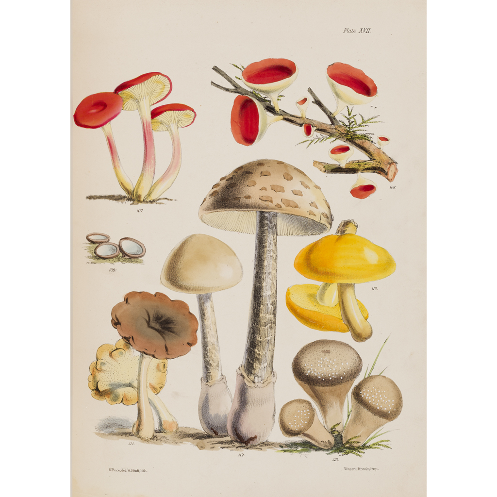 Appraisal: Price Sarah Illustrations of the Fungi of our Fields and