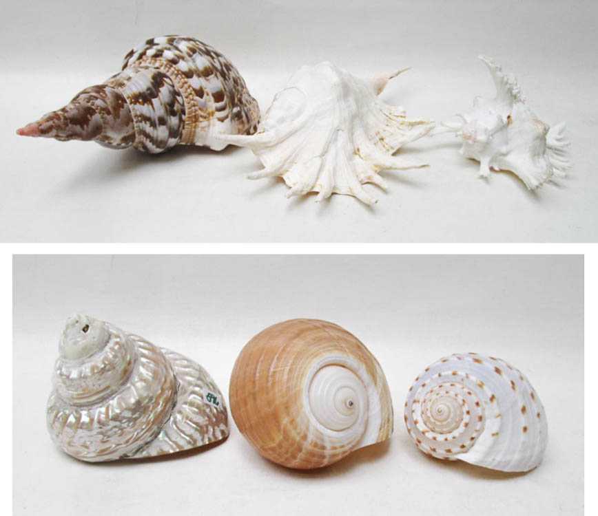 Appraisal: SIX SEASHELLS of various form including a Wavy Iridescent Turban