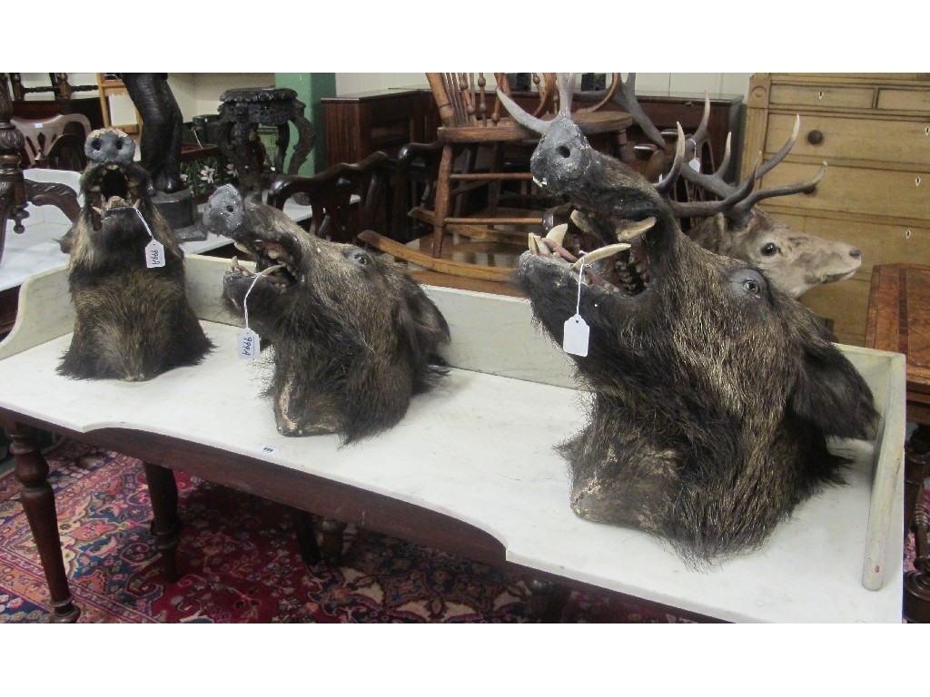 Appraisal: Three wall mounting wild boars heads Provenance The Property of