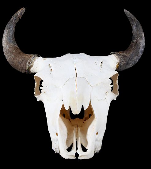 Appraisal: Great American Montana Trophy Buffalo Skull Featured in this lot