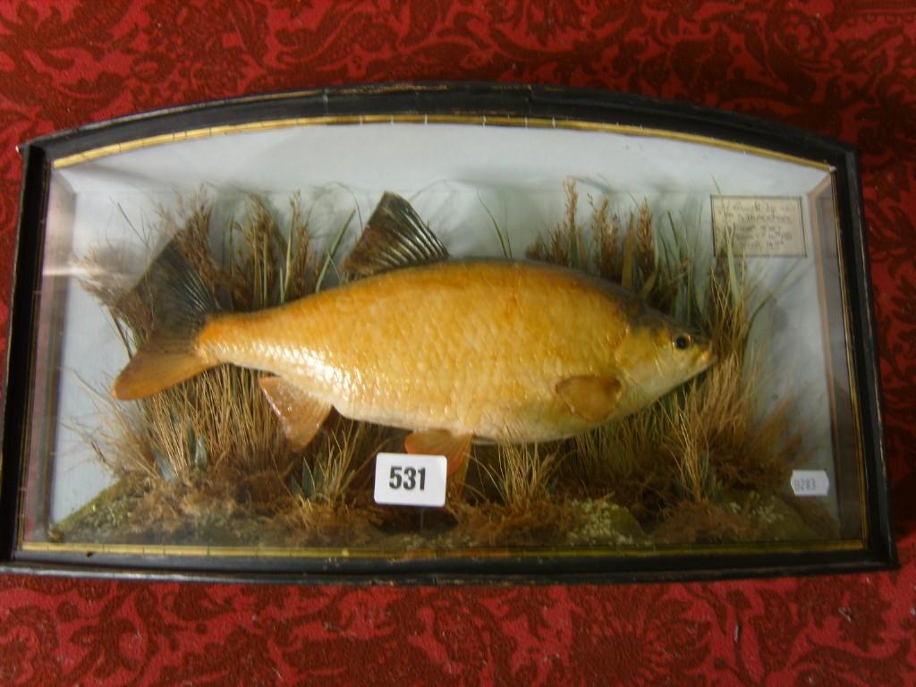 Appraisal: An early th century cased stuffed and mounted carp in