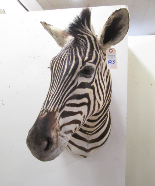 Appraisal: TAXIDERMY MOUNT African Burchell's Zebra head shoulder trophy Kadoma District