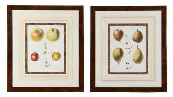 Appraisal: A Collection of Botanical Prints depicting various fruit specimens Height