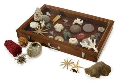 Appraisal: Collection of natural specimens Including starfish fossils coral specimens avian