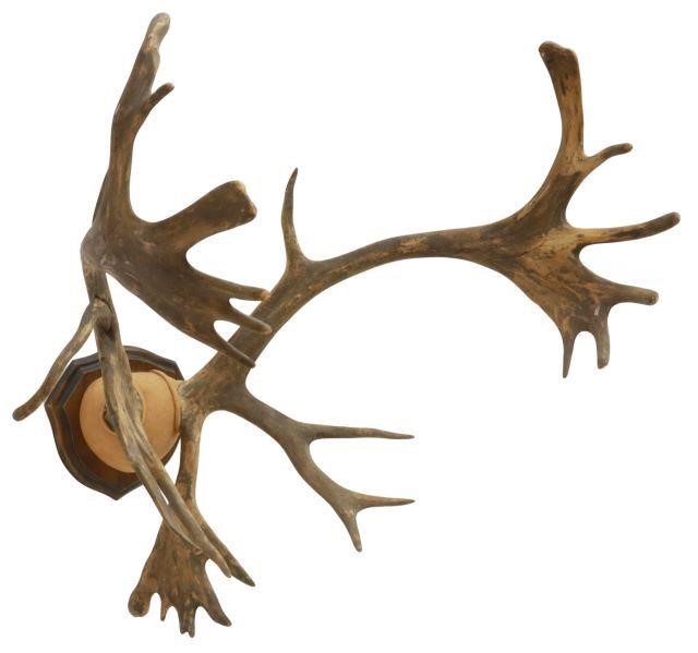 Appraisal: Caribou antler trophy rack wall mount approx h w d