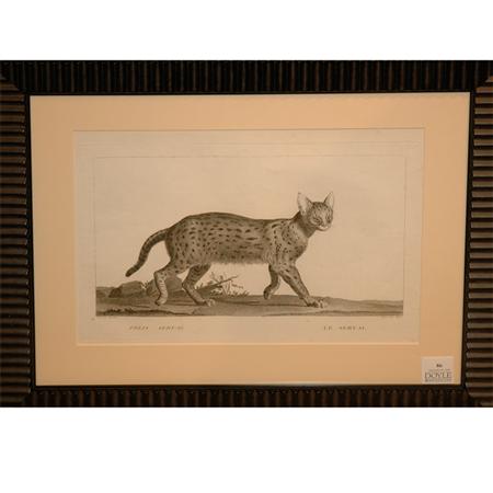 Appraisal: After Nicholas Marechal FELIS SERVAL Engraving Estimate -