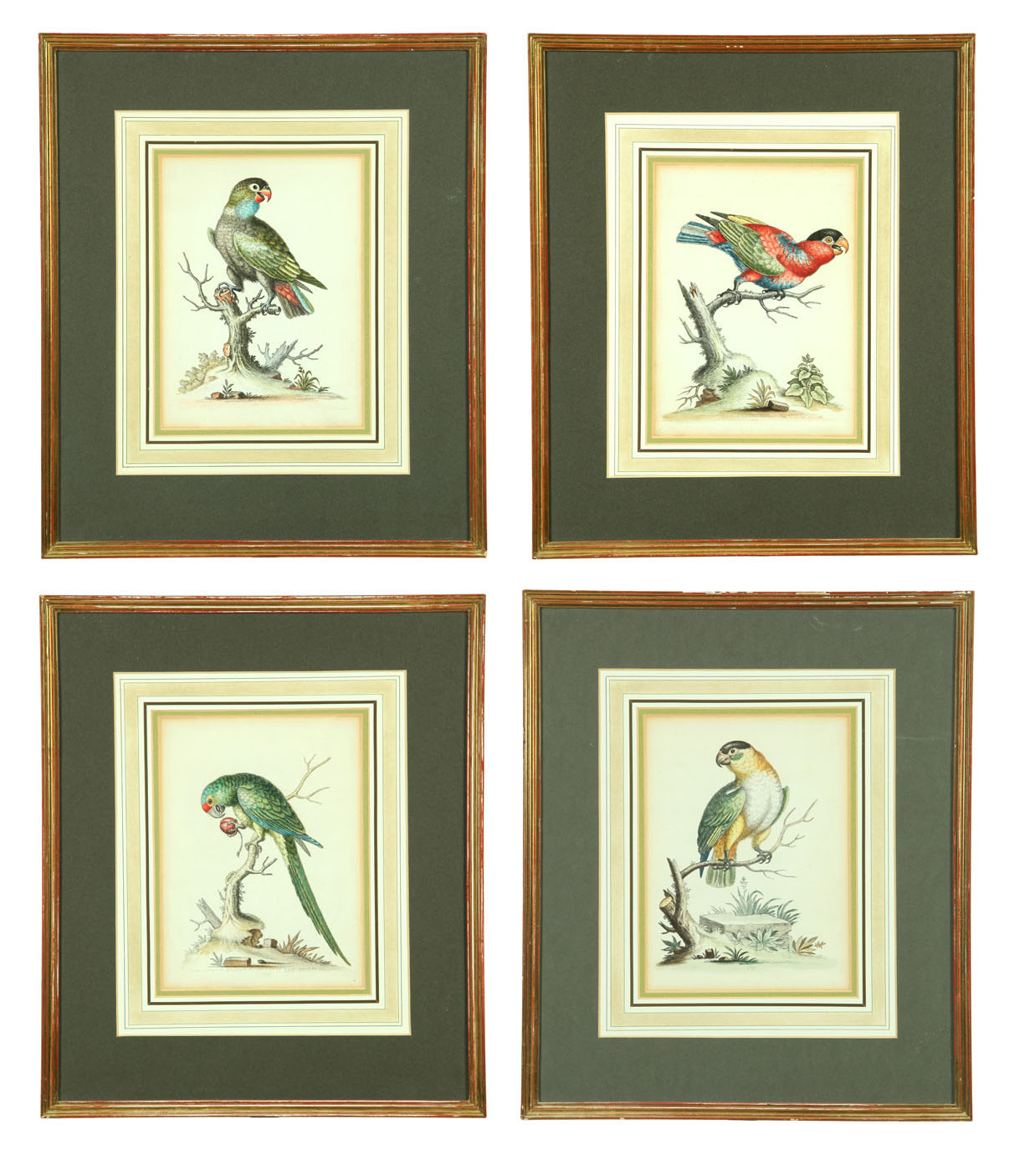 Appraisal: FOUR ORNITHOLOGY PRINTS AFTER GEORGE EDWARDS ENGLAND - Handcolored etchings