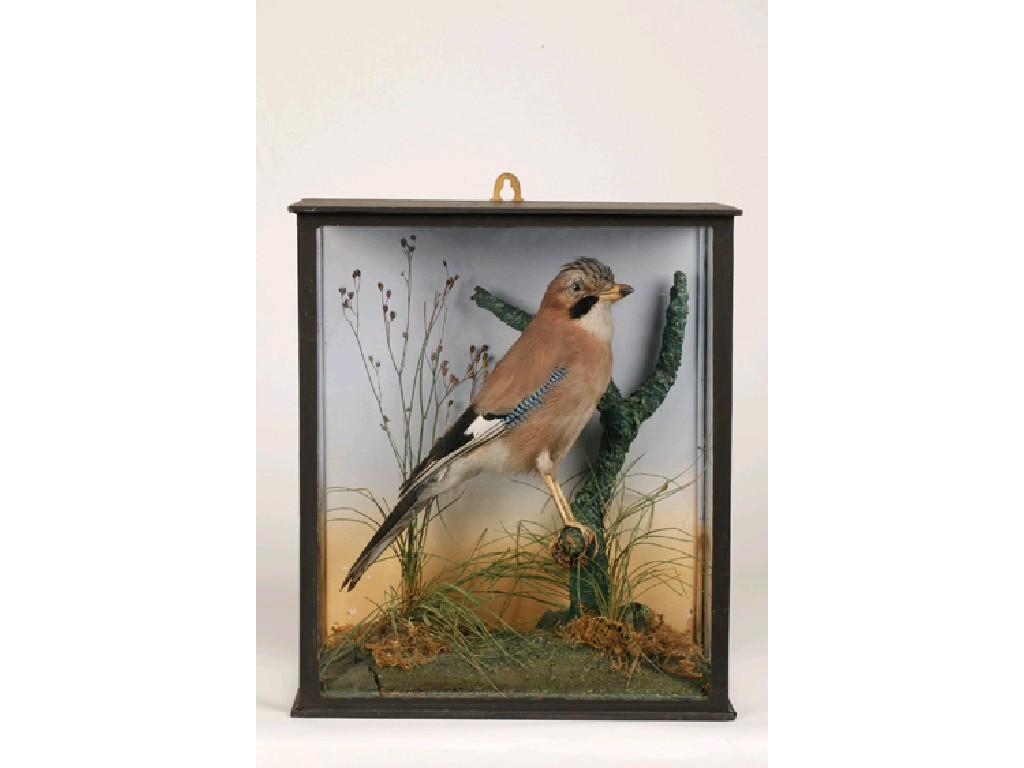 Appraisal: TAXIDERMY A CASED SPECIMEN OF A JAY standing on a