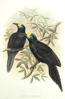 Appraisal: John Gould - Paradigalla Carunculata Wattled Bird of Paradise lithograph