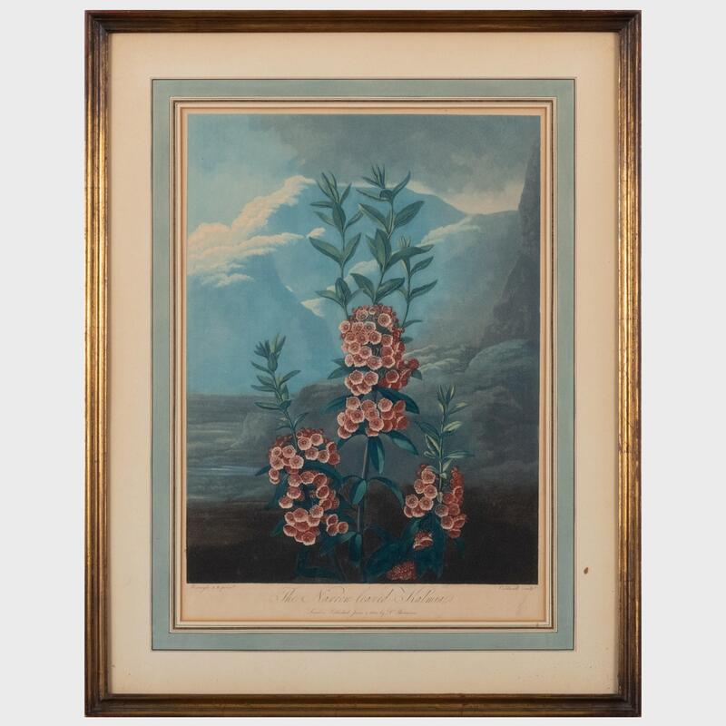 Appraisal: Robert John Thornton - The Narrow-leaved Kalmia Aquatint with hand-coloring