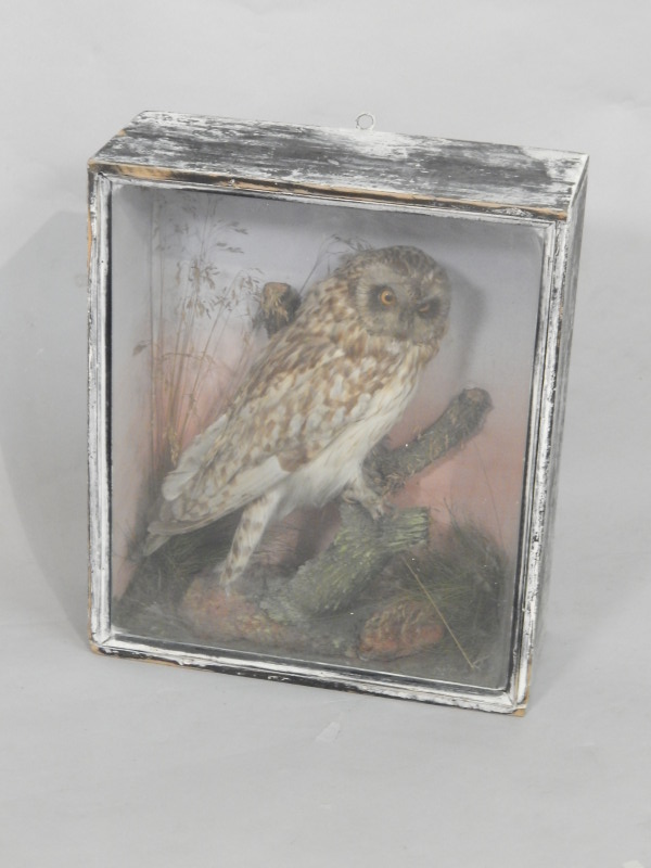 Appraisal: An early thC taxidermied owl in a naturalistic setting and