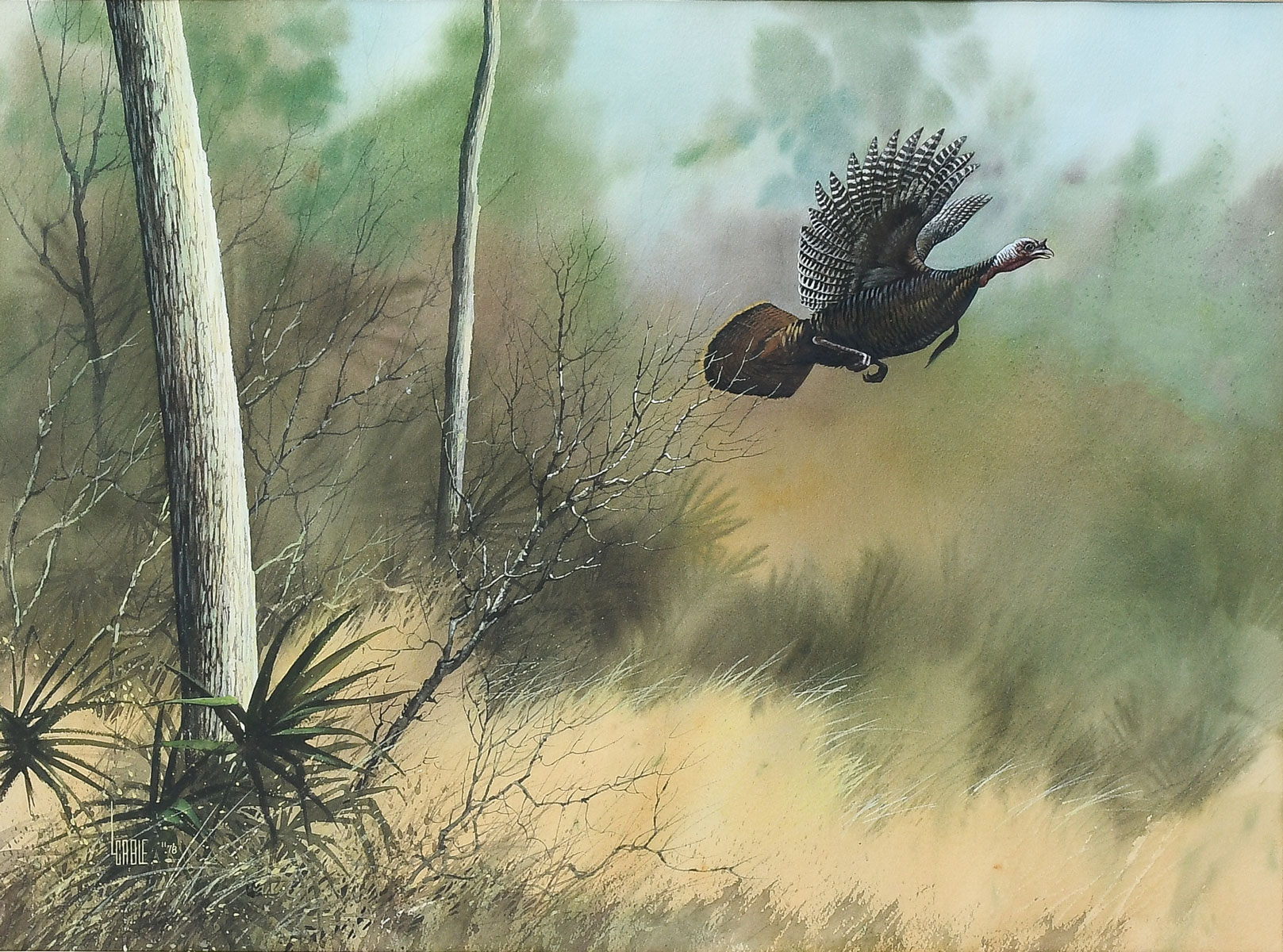 Appraisal: CABLE Lee American b Wild Florida Turkey in Flight Watercolor