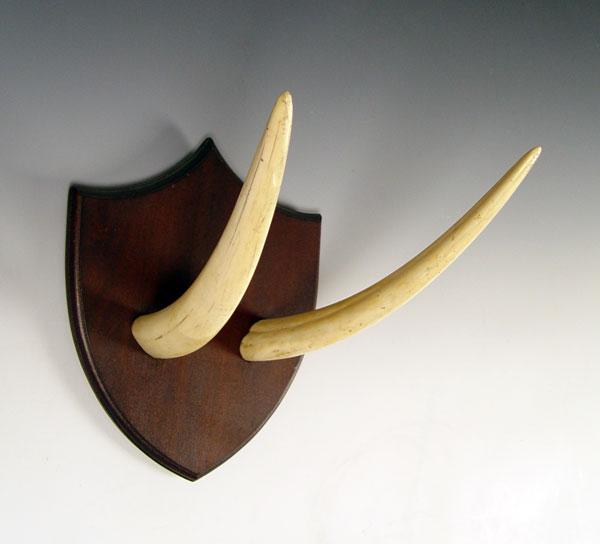 Appraisal: PAIR MOUNTED WALRUS TUSKS Affixed to wall plaque tusk measures