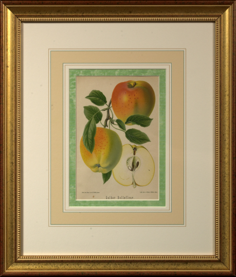 Appraisal: German School Fourth Quarter th Century Apples and Pears suite