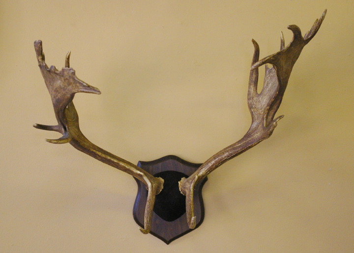 Appraisal: Mounted Pair of Elk Antlers presented on a brown suede-upholstered