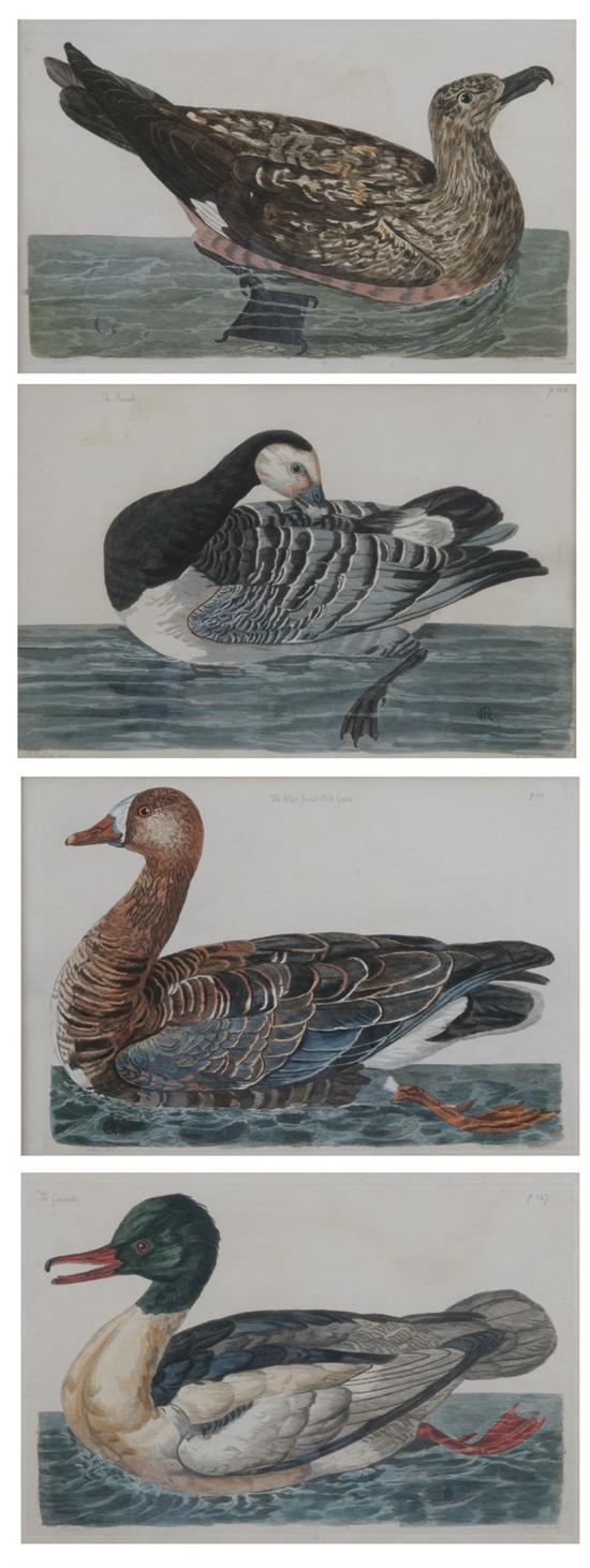 Appraisal: AFTER PETER PAILLOU British - Ornithological Studies Four hand-colored engravings