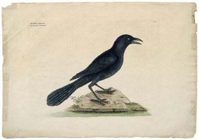 Appraisal: Mark Catesby etching British - The Purple Jackdaw T hand-colored