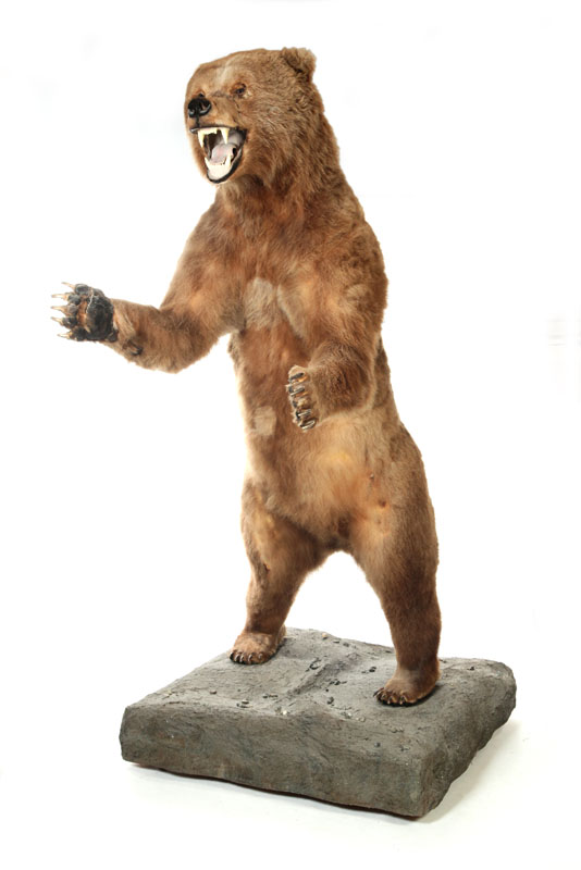 Appraisal: STANDING GRIZZLY BEAR FULL BODY TAXIDERMY MOUNT On a stone-form