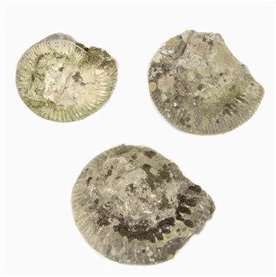 Appraisal: Three ammonites in cm dia max