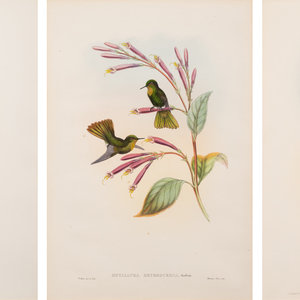 Appraisal: John Gould British - Published in London comprising three hand-colored