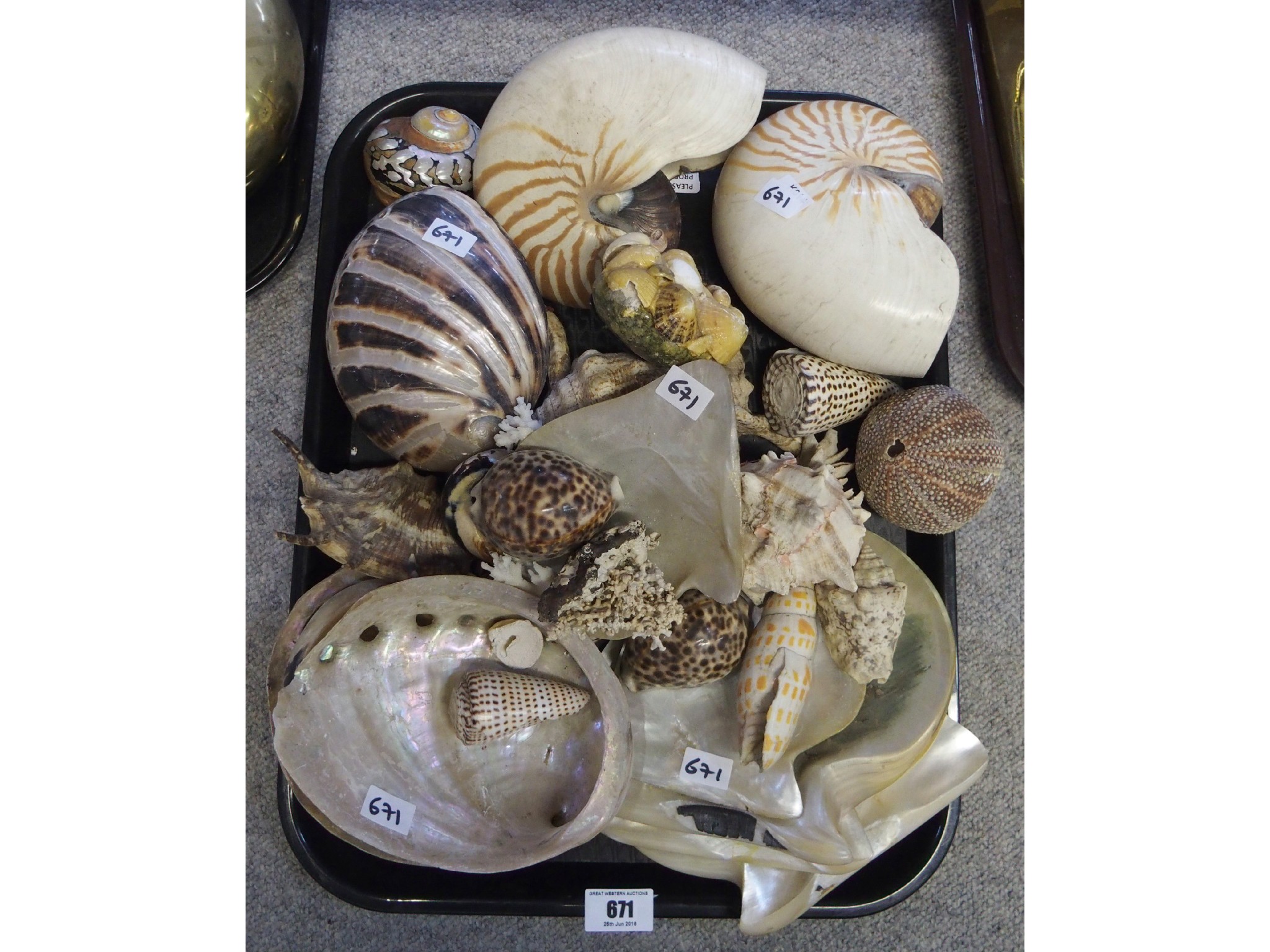 Appraisal: Assorted shells including Nautilus