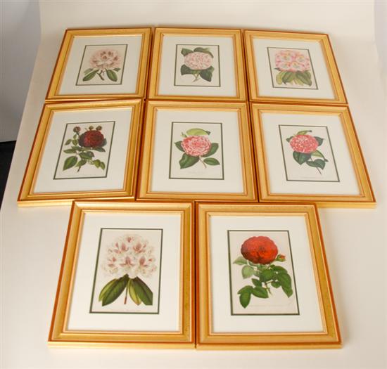 Appraisal: Eight Hand-colored Lithographs of Camelias Rhododendrons and Roses all double