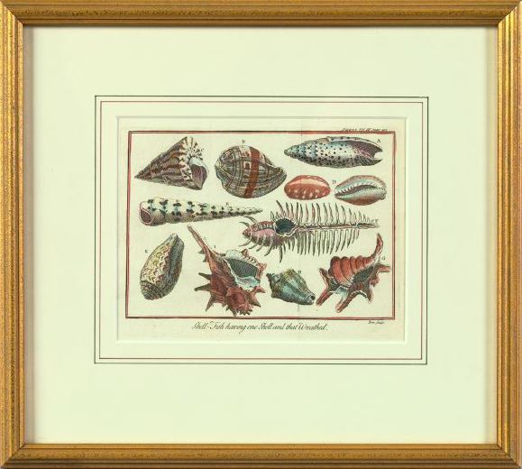 Appraisal: American School Late th Century Sea Shells and Sea Plants