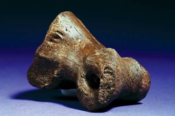 Appraisal: TYRANNOSAURUS REX TOE BONE Tyrannosaurus rex Cretaceous Hell Creek Formation