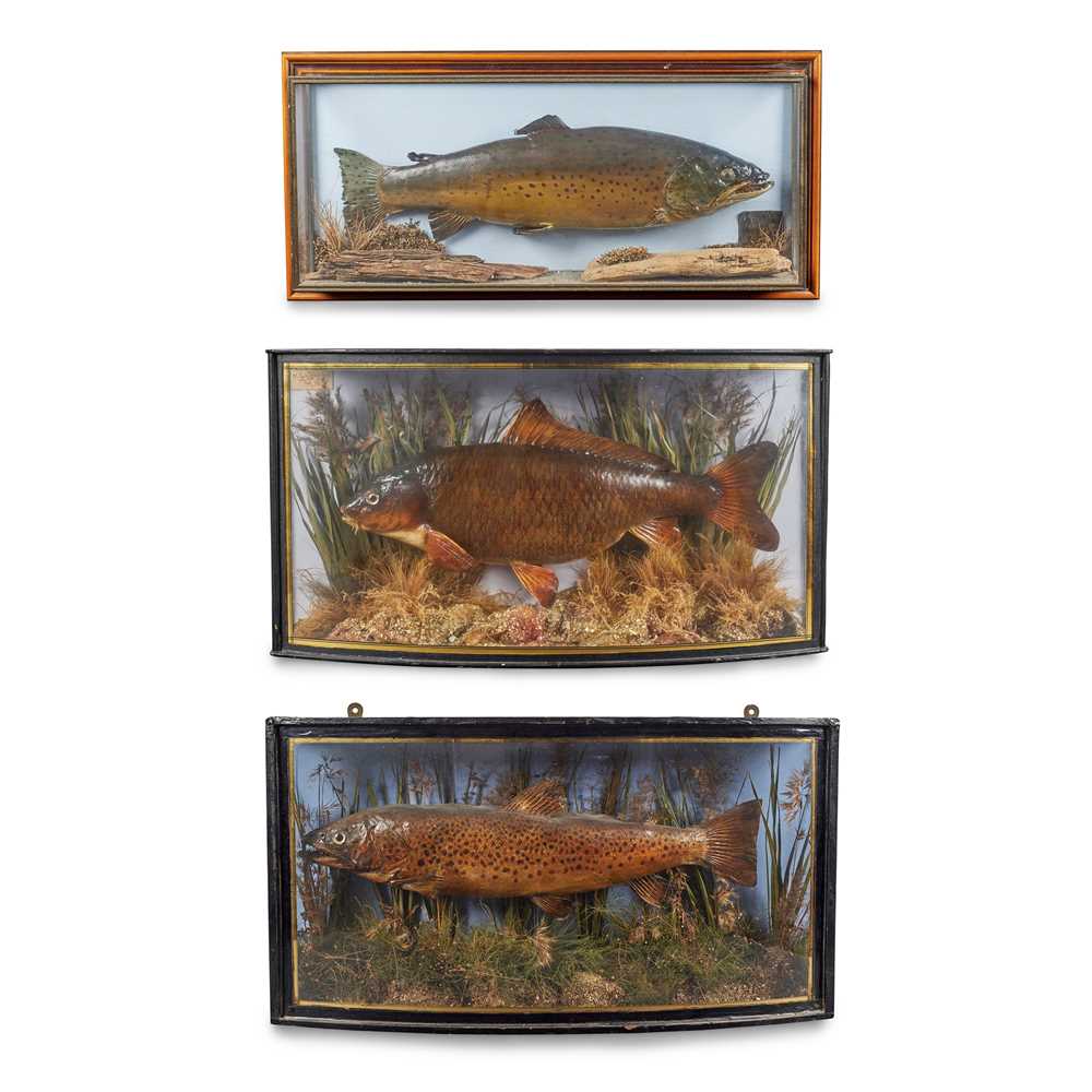 Appraisal: THREE CASED TAXIDERMY FISH DIORAMAS LATE TH CENTURY The first