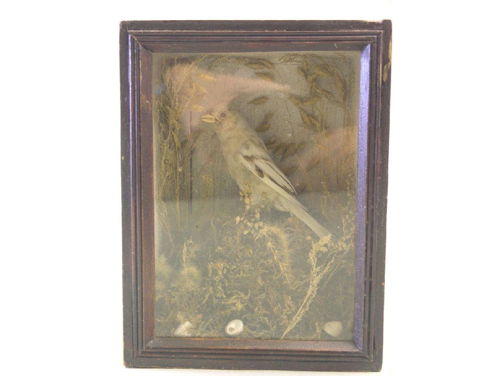 Appraisal: A stuffed finch mounted upon foliage within glazed cabinet