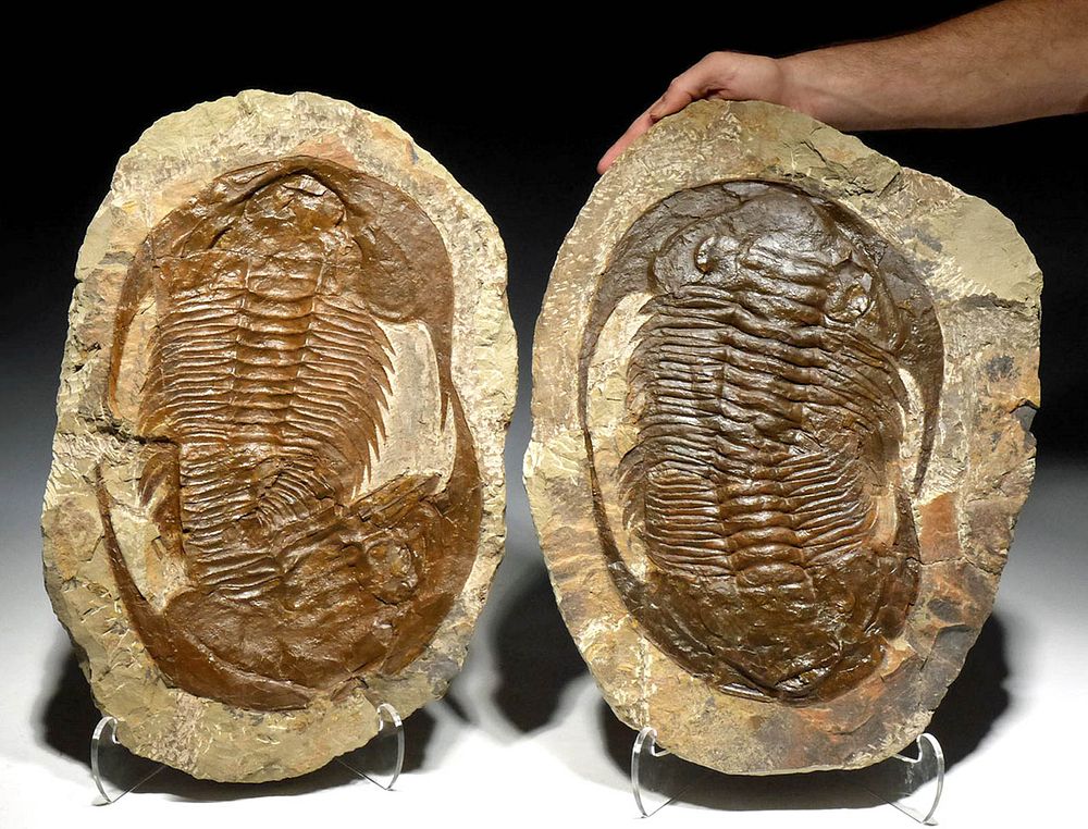 Appraisal: Huge Fossilized Double Paradoxides Trilobites Imprint Ancient Seas Northwestern Africa