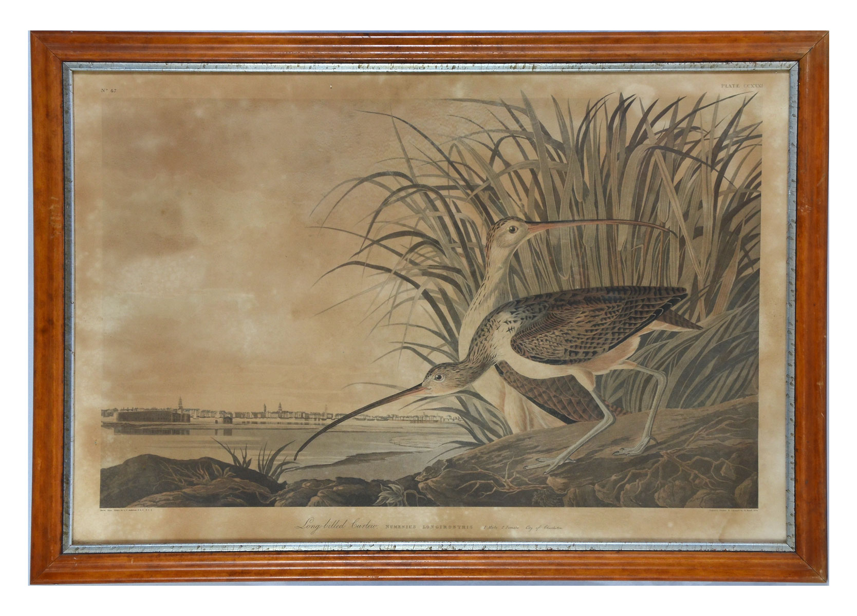 Appraisal: LONG BILLED CURLEW PRINT AFTER AUDUBON Sight size '' x