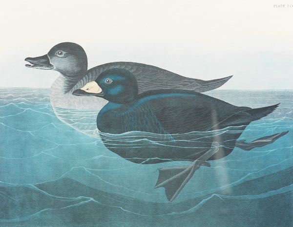 Appraisal: JOHN JAMES AUDUBON AMERICAN - x sheet size American Scoter