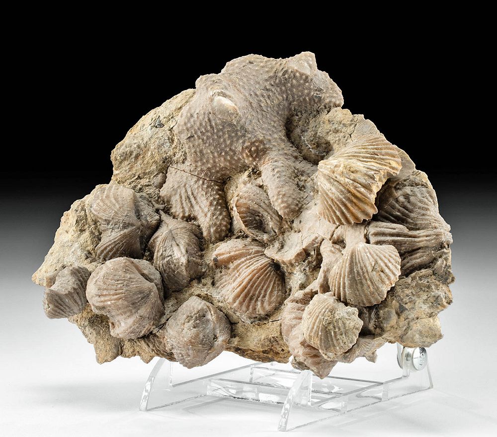 Appraisal: Fossilized Brachiopod Colony Coral on Stone Matrix Ancient Seas Paleozoic