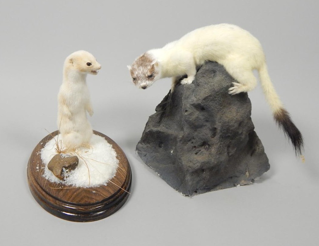 Appraisal: A taxidermied albino weasel and a taxidermied albino stoat each