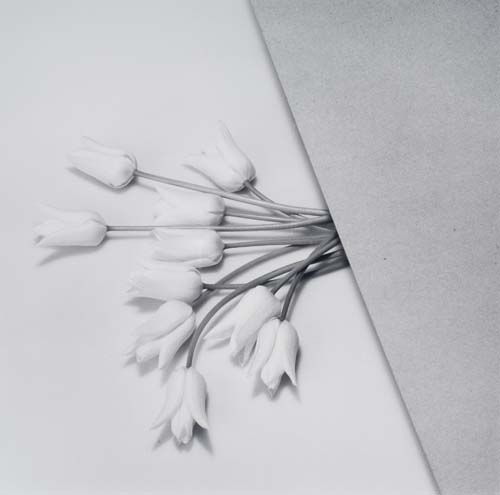 Appraisal: MAPPLETHORPE ROBERT - Tulips Silver print x inches x flush-mounted