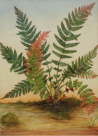 Appraisal: Attributed to Laurence Hotham Howie - Ferns watercolour signed 'Howie'