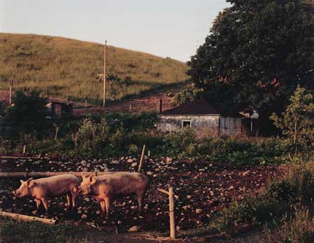 Appraisal: STERNFELD JOEL - Cato New York Chromogenic print x inches