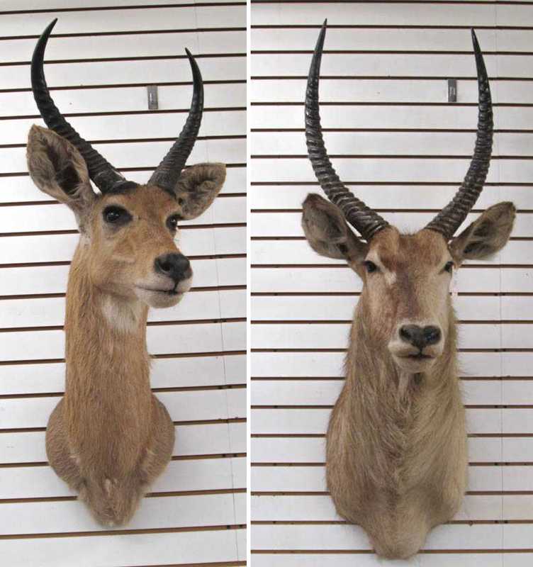 Appraisal: TWO AFRICAN ANTELOPE TAXIDERMY MOUNTS the largest an Ellipsen Waterbuck