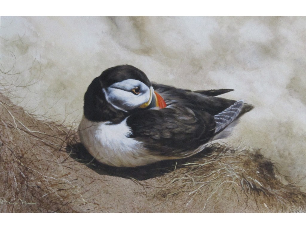 Appraisal: DIANE ROSHER Watercolour with body colour 'Puffin' signed Possibly the