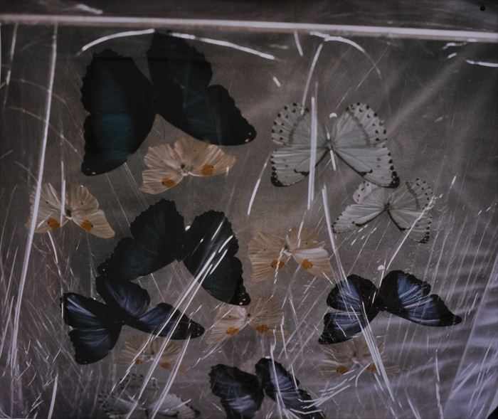 Appraisal: EVE SONNEMAN b BUTTERFLIES IN PLASTIC Cibachrome print x in