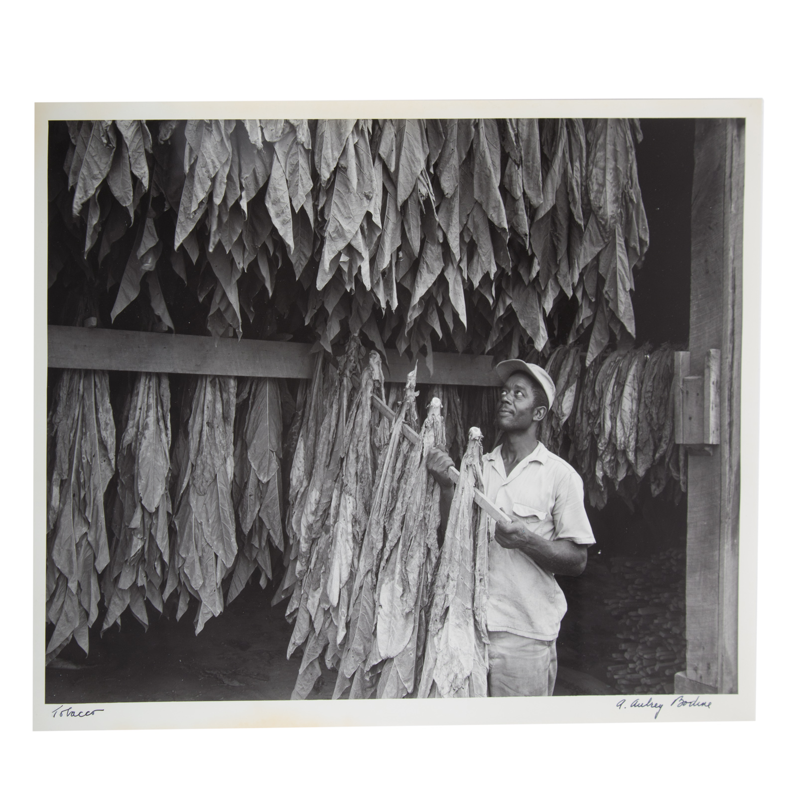 Appraisal: A AUBREY BODINE TOBACCO PHOTOGRAPH American - Gelatin silver print