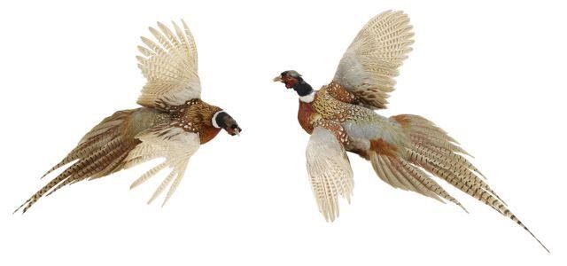 Appraisal: lot of Taxidermy flying pheasants both wall mounts including on