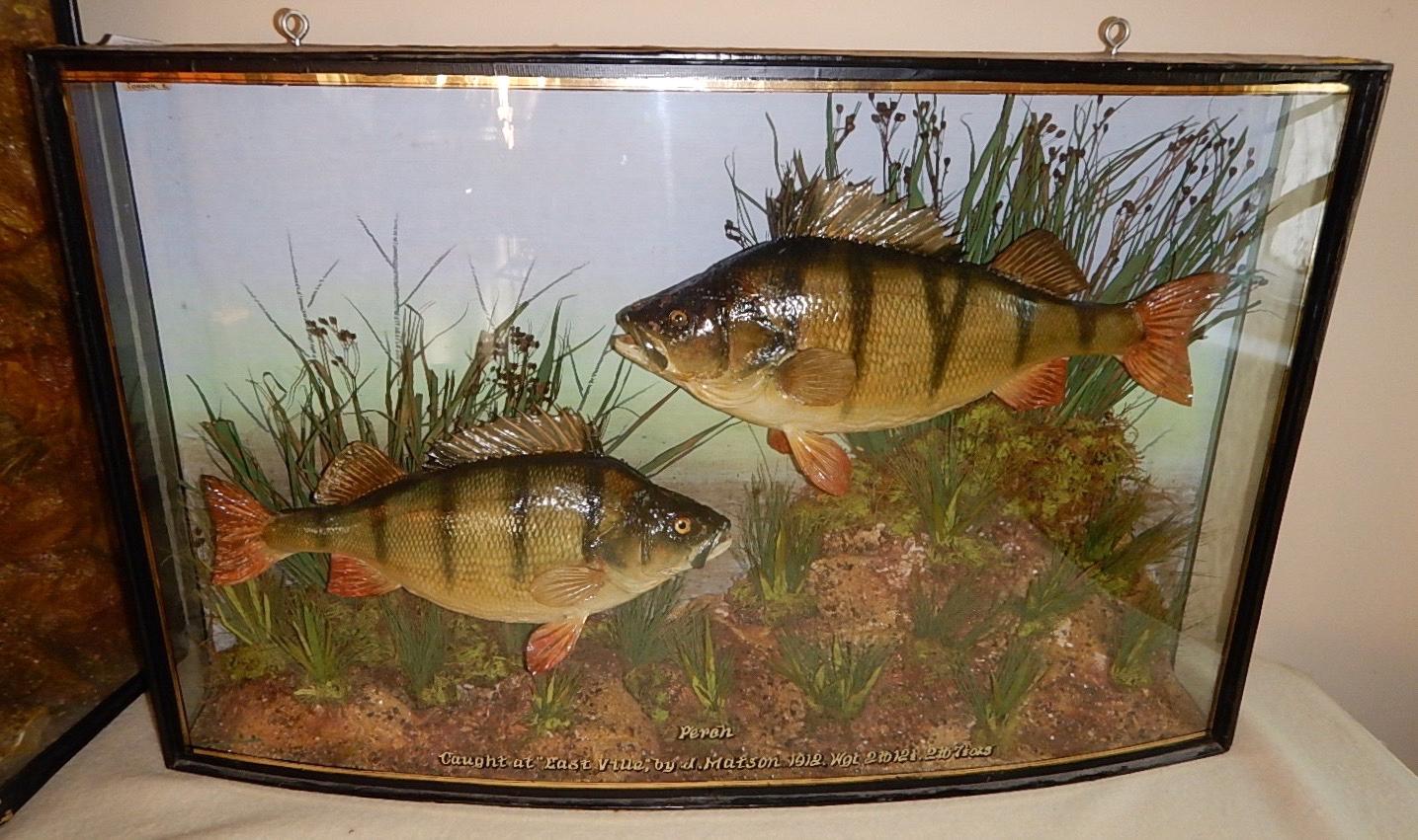 Appraisal: A taxidermy specimen case of two perch preserved by F