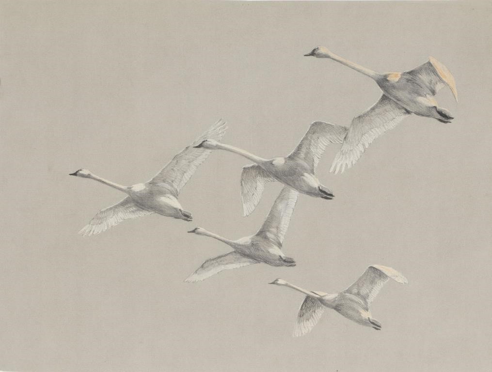 Appraisal: Two Works Whistling Swans watercolor and gouache by in Whistling